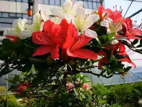 花卉擺放技巧,吸毒植物種類,如何種植花草,長(zhǎng)沙高端盆花租賃,長(zhǎng)沙花卉租賃,長(zhǎng)沙組合組景租賃,長(zhǎng)沙室內(nèi)外花卉租賃公司