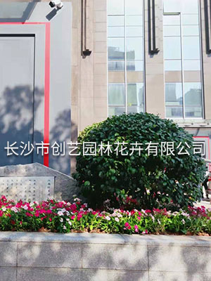 花卉租賃案例,花卉盆景圖片,長沙室內(nèi)外花卉租賃,長沙高端盆花租賃,長沙花卉租賃,長沙組合組景租賃