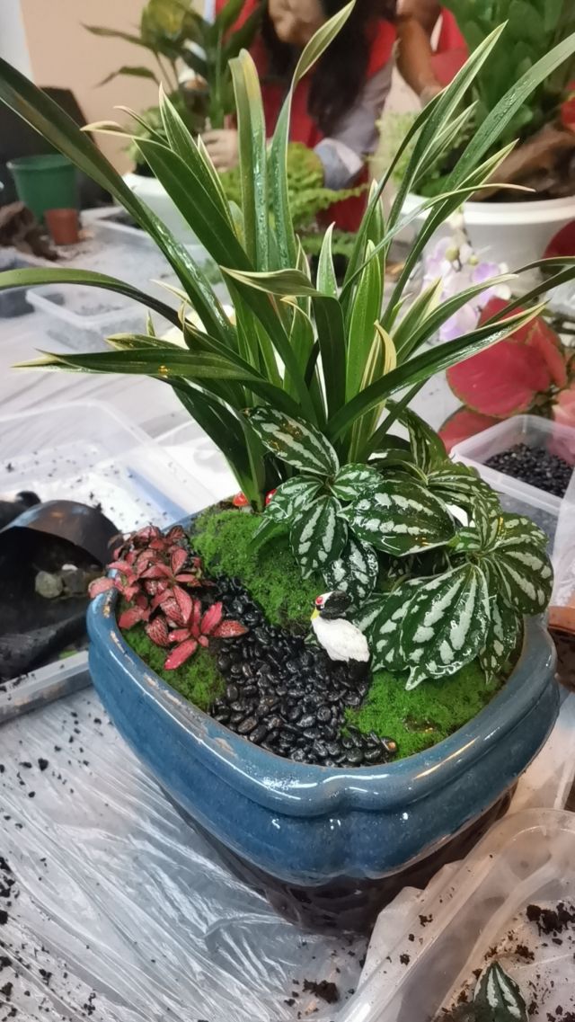 個(gè)性花卉產(chǎn)品租賃_個(gè)性花卉產(chǎn)品批發(fā)零售_高端組景組盆花卉專業(yè)租貨_長(zhǎng)沙市創(chuàng)藝園林花卉有限公司